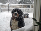 Hundarna i snön