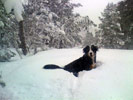 Leslie busar i snön