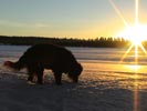 Kall vinter i Lappland