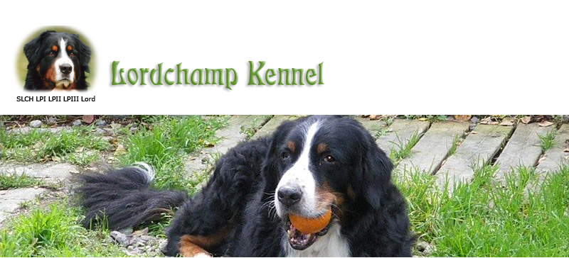 Kennelns logotype och bild på Berner Sennenhund